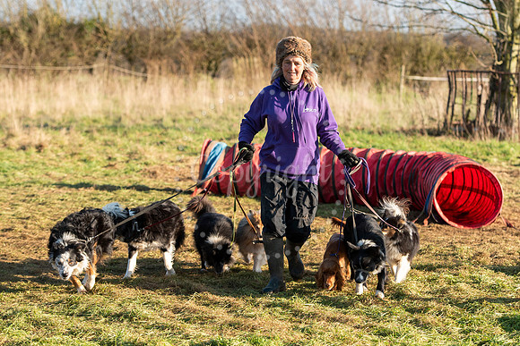 Ace Agility, 30 Angel Lane, Glemsford, Suffolk. A record five ju