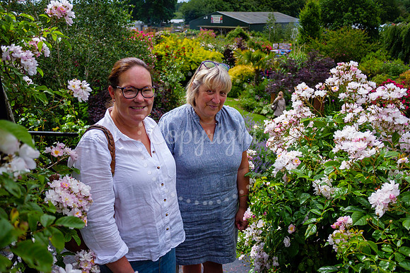 Peter Beales Rose Festival