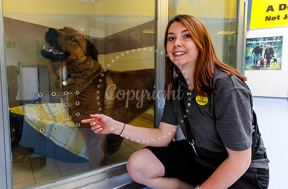 Dogs Trust Open Day