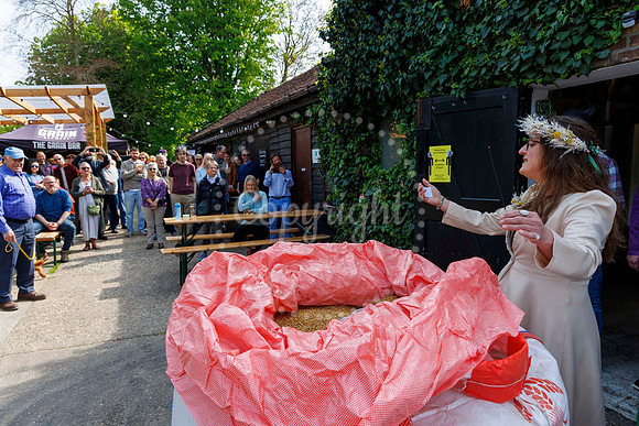 Grain Brewery Barley Queen