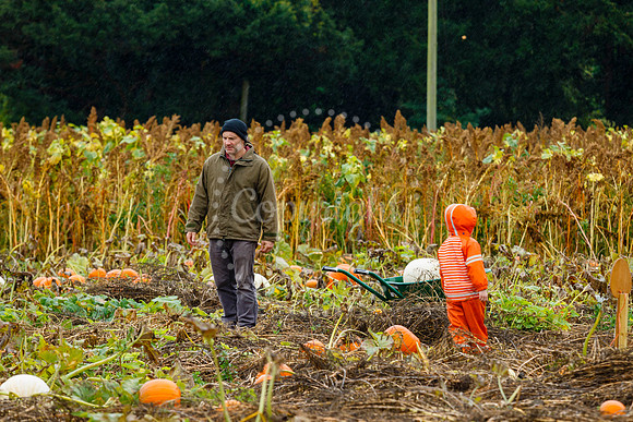 Mrs G’s Pumpkin Patch in Garboldisham opening day