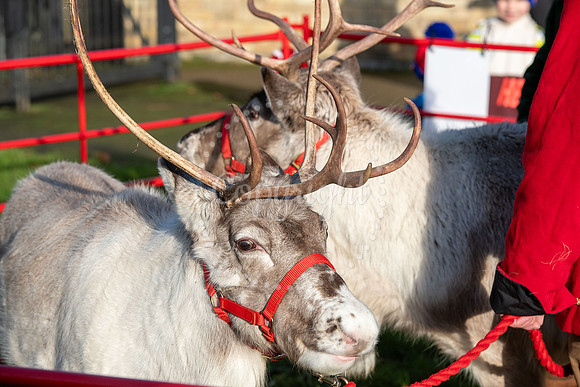 Memorial Hall gardens, NewmarketWinter Wonderland with reindeer