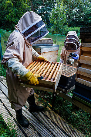 Starston Community Bee Group is celebrating 10 years