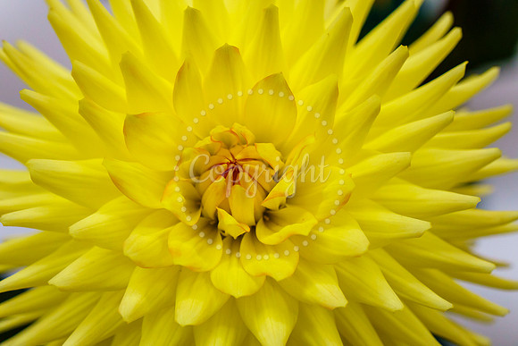 Diss and District Horticultural Society Autumn Flower Show