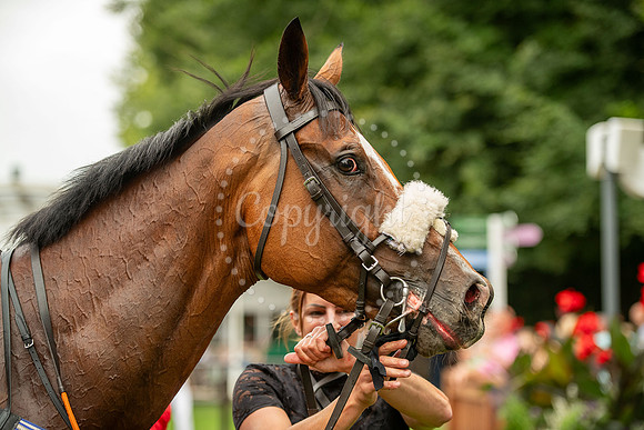 NJ July racecourse, NewmarketNewmarket Town Plate. Picture by M