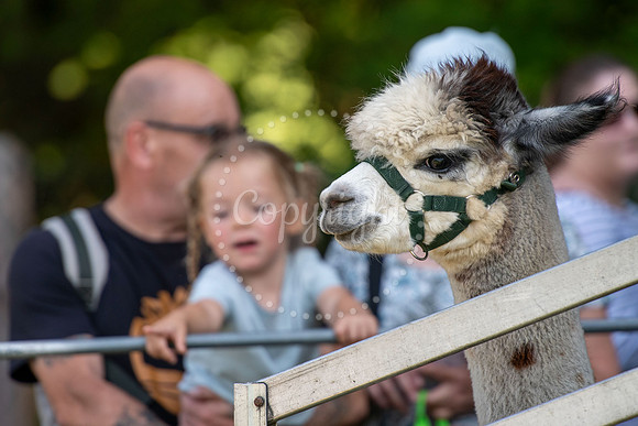 HE Recreation Ground, Great Thurlow, Thurlow Fayre. Picture by M
