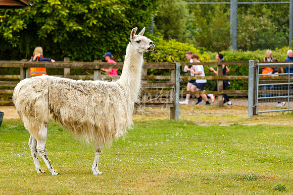 Run Banham Zoo 5K Race