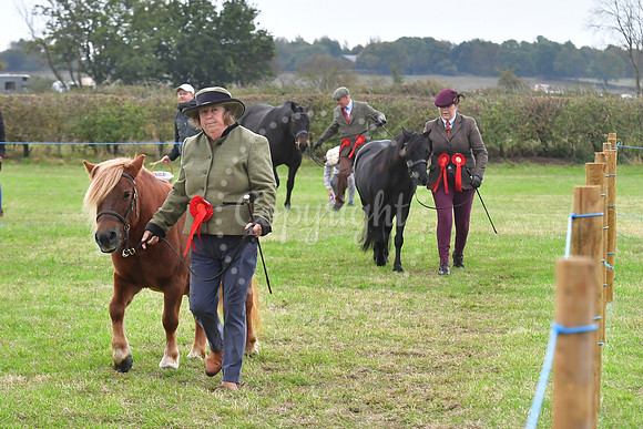 Collingham Show