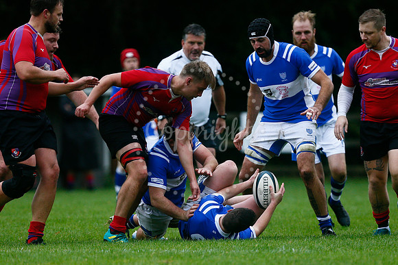 Rugby - Diss v Mistley