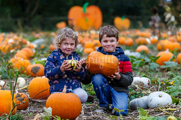 Frogs Farm Pumpkins