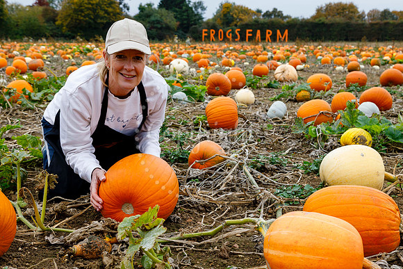 Frogs Farm Pumpkins