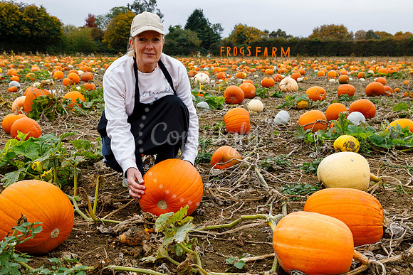 Frogs Farm Pumpkins