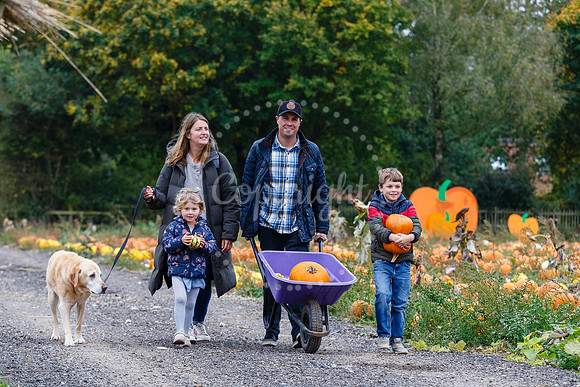 Frogs Farm Pumpkins