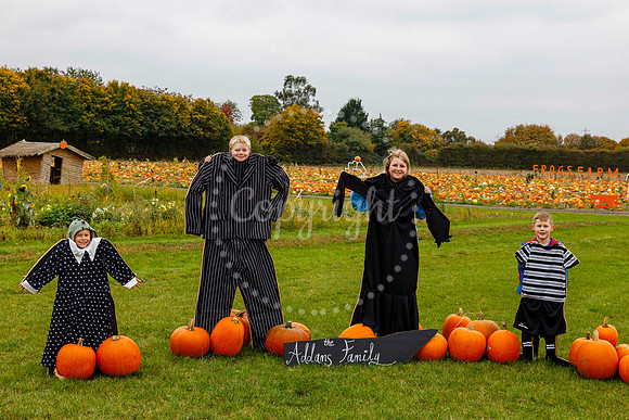 Frogs Farm Pumpkins