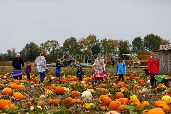 Frogs Farm Pumpkins