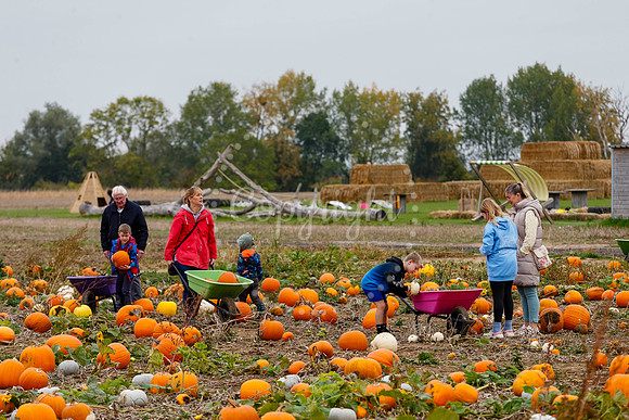 Frogs Farm Pumpkins
