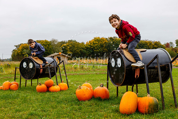 Frogs Farm Pumpkins