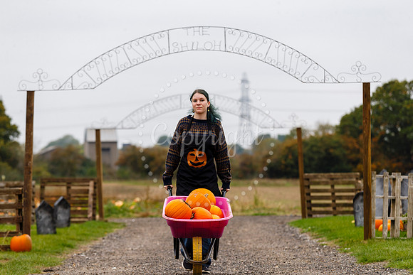 Frogs Farm Pumpkins