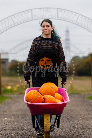 Frogs Farm Pumpkins
