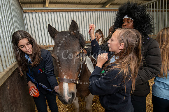 Newmarket Academy Godolphin Beacon Project Racing to School. New