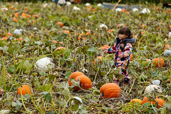 Mrs Gs Pumpkin Patch, Garboldisham