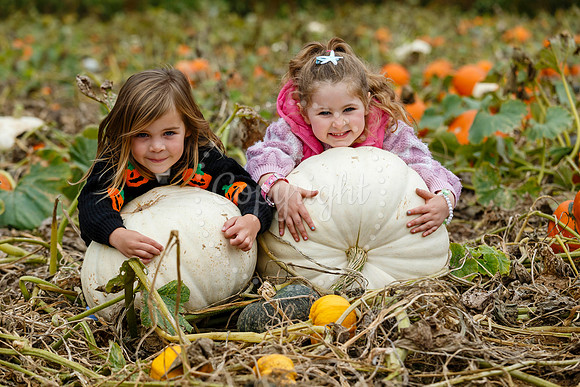 Mrs Gs Pumpkin Patch, Garboldisham