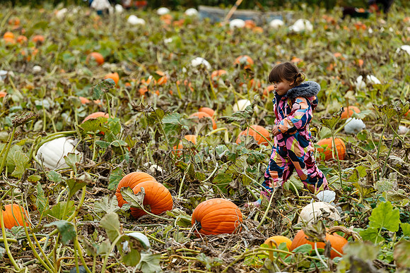 Mrs Gs Pumpkin Patch, Garboldisham