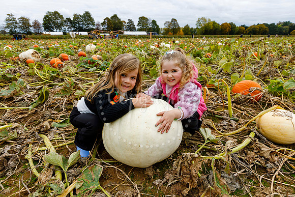 Mrs Gs Pumpkin Patch, Garboldisham