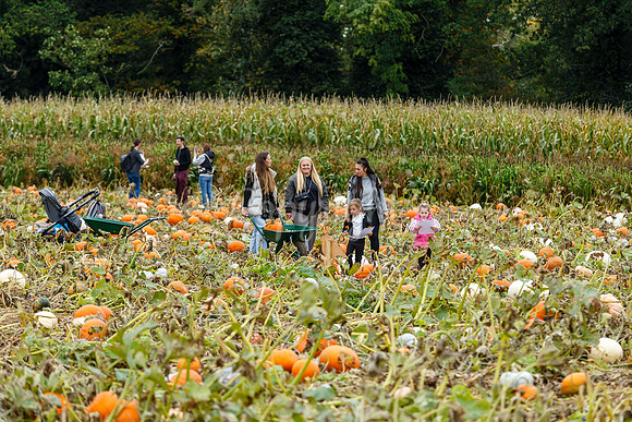 Mrs Gs Pumpkin Patch, Garboldisham