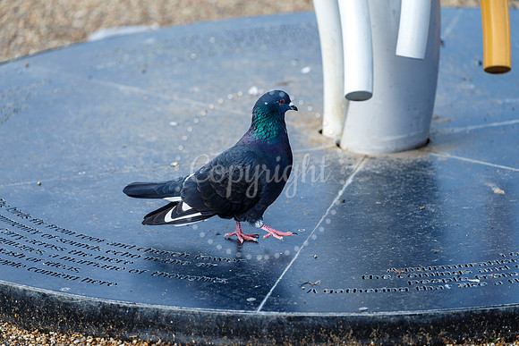 Pigeons in Diss