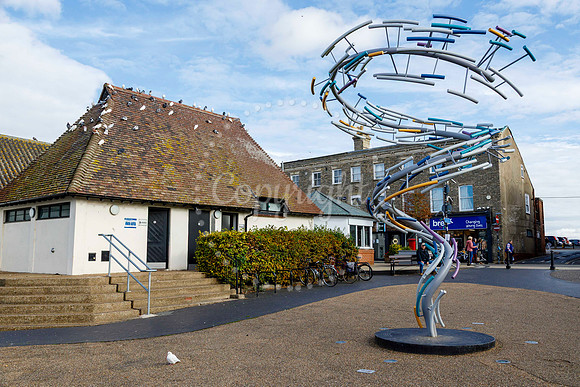 Pigeons in Diss