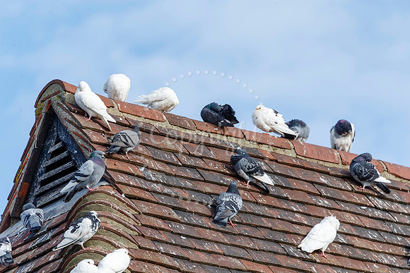 Pigeons in Diss