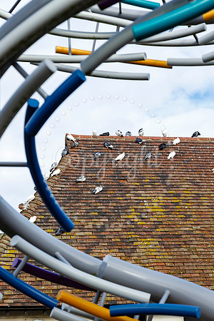 Pigeons in Diss