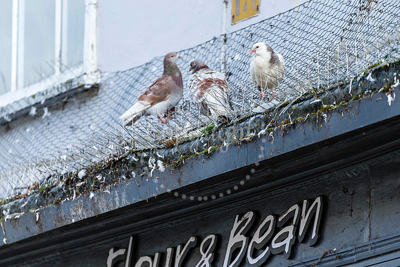 Pigeons in Diss