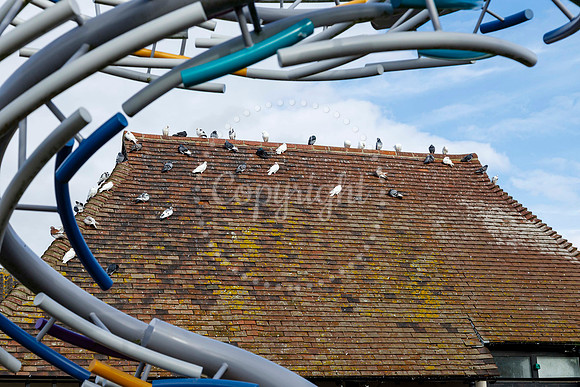 Pigeons in Diss