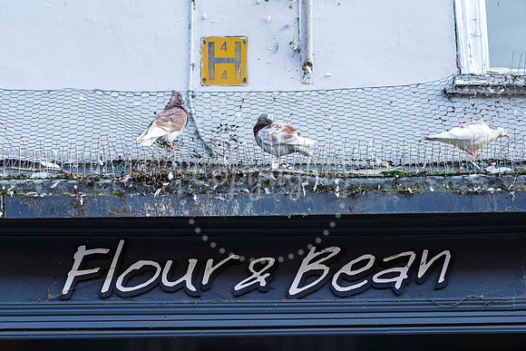 Pigeons in Diss