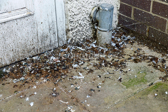 Pigeons in Diss