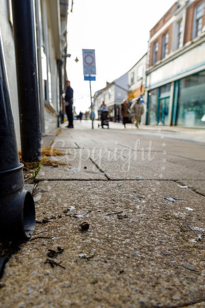 Pigeons in Diss