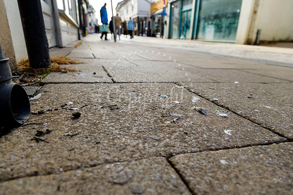Pigeons in Diss