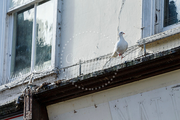 Pigeons in Diss
