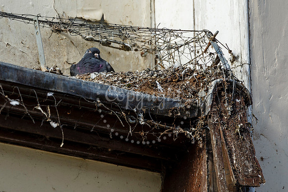 Pigeons in Diss