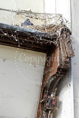 Pigeons in Diss