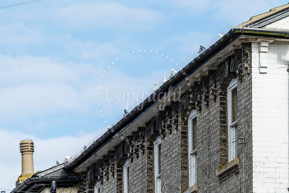 Pigeons in Diss