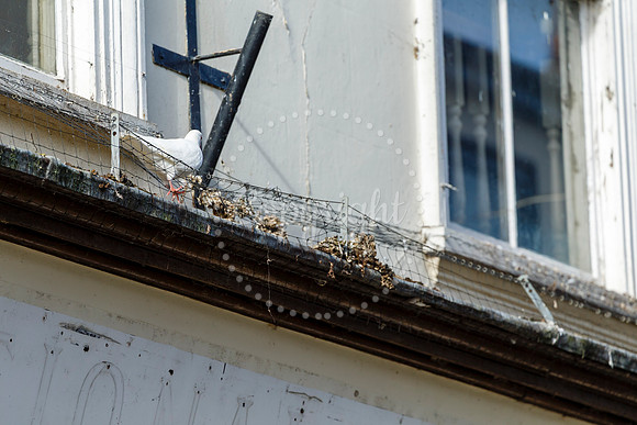 Pigeons in Diss