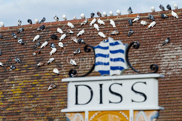 Pigeons in Diss