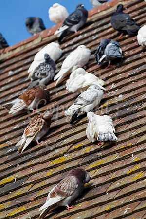 Pigeons in Diss
