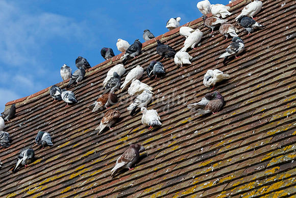 Pigeons in Diss