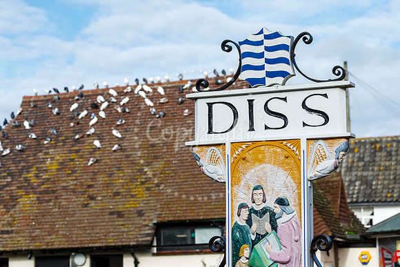 Pigeons in Diss