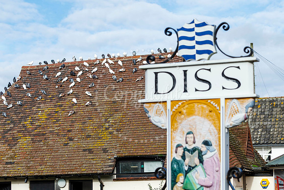 Pigeons in Diss
