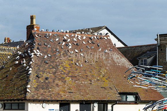 Pigeons in Diss